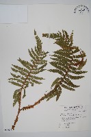 藏品(尖葉耳蕨)的圖片