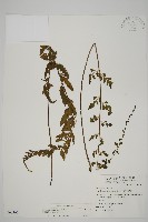 藏品(裂葉鐵角蕨)的圖片