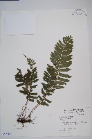 藏品(刺蕨)的圖片