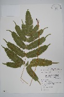 藏品(傅氏鳳尾蕨)的圖片