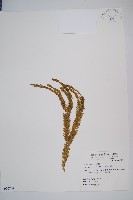 藏品(福氏石松)的圖片