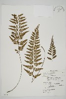 藏品(裂葉鐵角蕨)的圖片