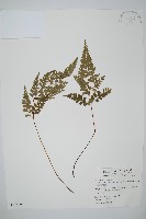 藏品(三角葉陵齒蕨)的圖片