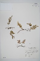 藏品(翅柄假膜蕨)的圖片