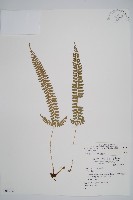 藏品(韓氏耳蕨)的圖片