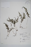 藏品(小梯葉副金星蕨)的圖片