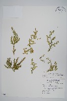 藏品(高雄卷柏)的圖片