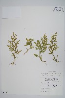 藏品(高雄卷柏)的圖片