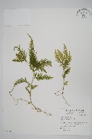 藏品(全緣卷柏)的圖片