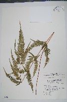 藏品(天草鳳尾蕨)的圖片