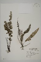 藏品(鞭葉鐵線蕨)的圖片