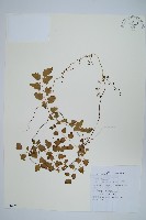 藏品(小葉海金沙)的圖片