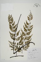 藏品(大黑柄鐵角蕨、黃鱗鐵角蕨、大羽鐵角蕨)的圖片