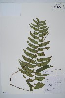 藏品(鋸齒雙蓋蕨、線葉雙蓋蕨、刺鱗雙蓋蕨)的圖片