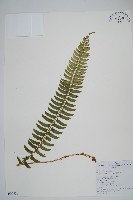 藏品(臺東耳蕨)的圖片