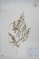 藏品(日本金粉蕨)的圖片