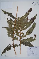 藏品(日本狗脊蕨)的圖片