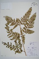藏品(落鱗鱗毛蕨)的圖片