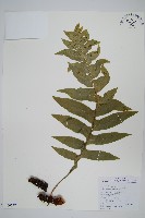 藏品(槲蕨)的圖片