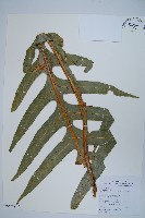 藏品(崖薑蕨)的圖片