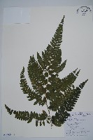 藏品(毛果鱗蓋蕨)的圖片