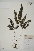 藏品(長尾鐵線蕨)的圖片