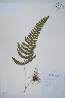 藏品(團羽鱗蓋蕨)的圖片