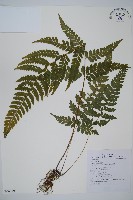 藏品(團羽鱗蓋蕨)的圖片