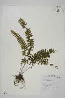 藏品(生芽鐵角蕨)的圖片