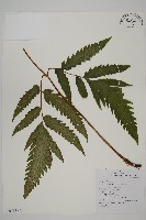 藏品(葛氏三叉蕨)的圖片