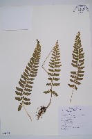 藏品(羽裂鱗蓋蕨)的圖片