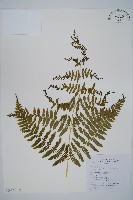 藏品(姬蕨)的圖片