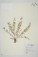 藏品(鱗柄鐵角蕨)的圖片