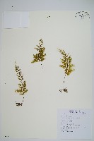 藏品(細葉蕗蕨)的圖片