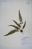 藏品(尾葉茯蕨)的圖片