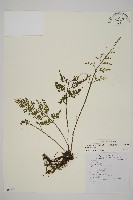 藏品(骨碎補鐵角蕨)的圖片