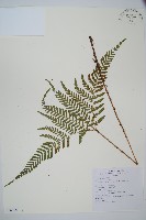 藏品(臺灣鱗毛蕨)的圖片