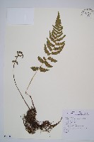 藏品(東洋蹄蓋蕨)的圖片