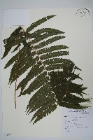 藏品(截葉金星蕨)的圖片