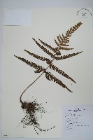 藏品(南海鱗毛蕨)的圖片