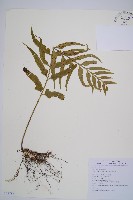 藏品(萊氏鐵角蕨)的圖片