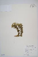 藏品(千層塔)的圖片