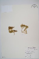 藏品(玉山石松)的圖片