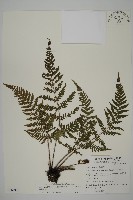 藏品(愛德氏肋毛蕨)的圖片