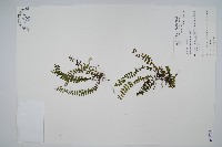 藏品(三翅鐵角蕨)的圖片