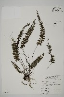 藏品(馬來鐵線蕨)的圖片