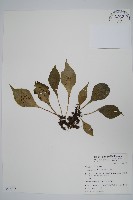 藏品(車前蕨)的圖片