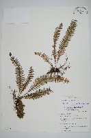 藏品(密毛蒿蕨)的圖片