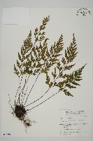 藏品(大黑柄鐵角蕨、黃鱗鐵角蕨、大羽鐵角蕨)的圖片