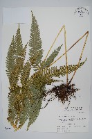 藏品(傅氏鳳尾蕨)的圖片